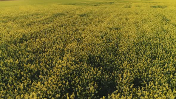Rapeseed Canola Field alt