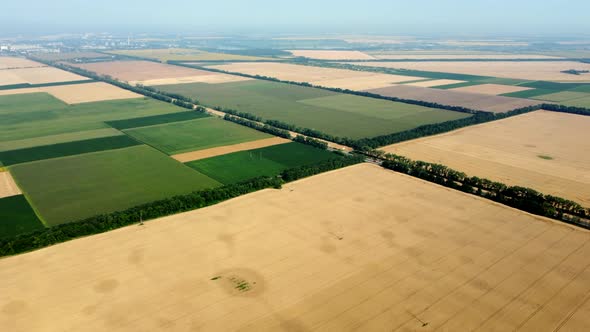 Aerial Drone View Flight Over Large Yellow Wheat Field alt