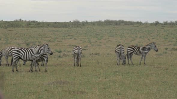 Dazzle of zebras in Maasai Mara alt