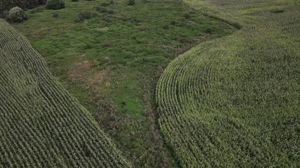 The Drone Flies Over the Edge of a Cornfield