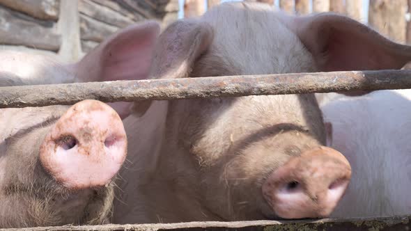 Closeup of Domestic Village Pigs