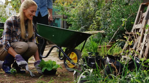 Man walking with wheelbarrow and female gardener digging soil with garden fork alt