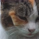 Portrait of Tricolor Cat Closeup - VideoHive Item for Sale