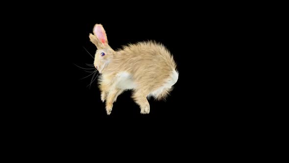 57 Rabbit Aerial Evad HD, Motion Graphics | VideoHive