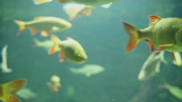 The Common Rudd Scardinius Erythrophthalmus - Fish From Europe and Asia. alt