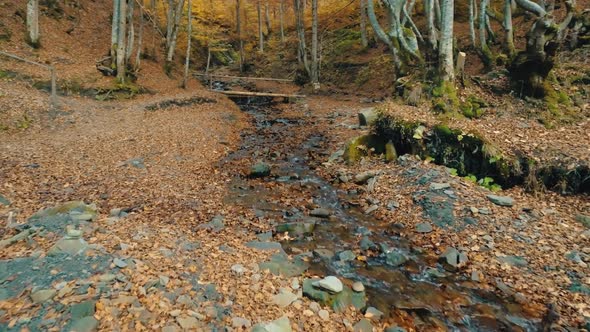 Mountain Babling Stream River in Autumn Forest