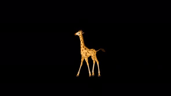 Little baby giraffe walks back and forth alpha matte long shot 4K