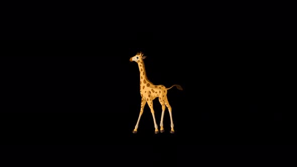 Little baby giraffe walks back and forth alpha matte long shot 4K alt