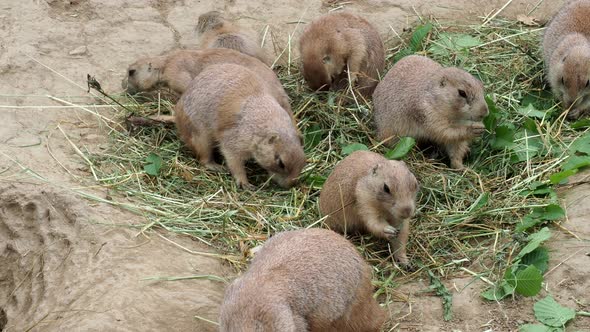 Prairie dog (Cynomys ludovicianus)