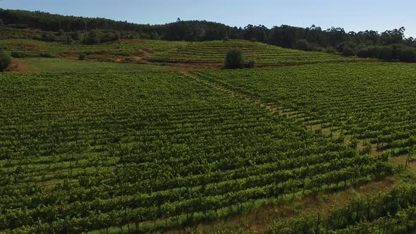Aerial View of Vineyard Fields in Portugal Growing Rows of Grapes alt