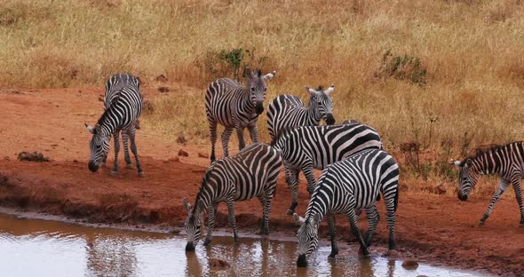 Burchell's Zebra, equus burchelli, Herd Drinking at the Water Hole, Tsavo Park in Kenya alt
