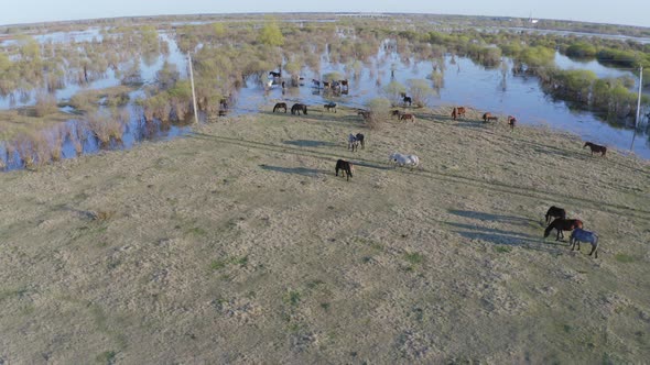 The Horse Herd Graze Along the Shore of the Lake. Wild Horses in Nature