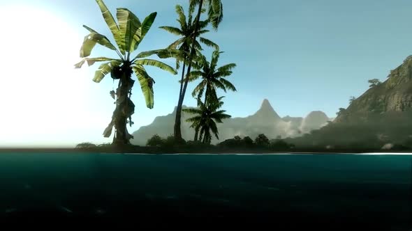 Palm Trees From Underwater View