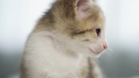 A Small Kitten Licks Its Muzzle Closeup