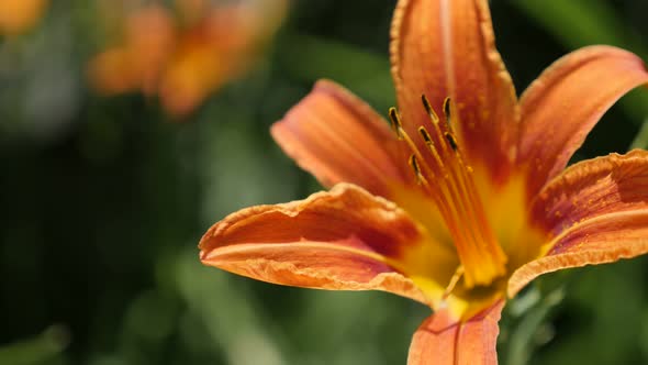 Orange   Hemerocallis fulva plant in the garden 4K 2160p 30fps UltraHD footage - Day-lily beautiful  alt