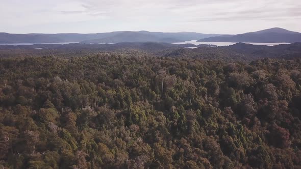 Aerial view of rainforest on Steward Island alt