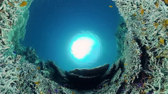 Coral Reef and Tropical Fish Underwater. Bohol, Panglao, Philippines. alt