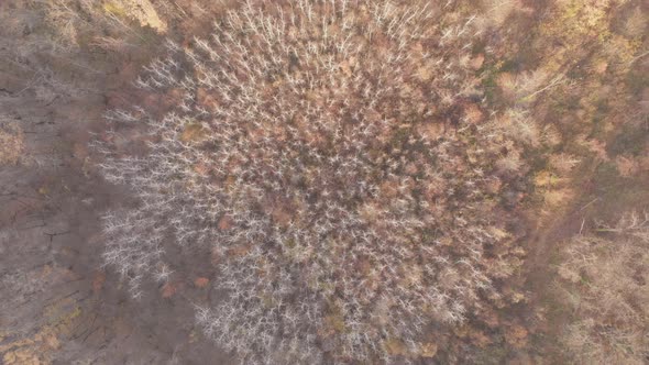 Leafless Birch Aerial View. Autumn, Dry Trees in the Forest in the Shape of a Circle. Bare Branches