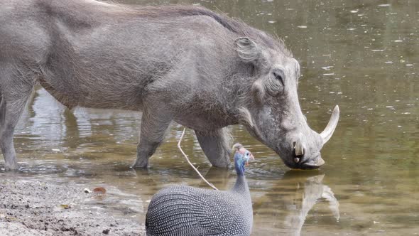 Warthog Drinking On The Waterhole With Guineafowl In Botswana, South Africa.  - wide shot alt