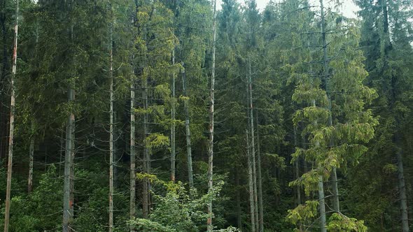 Panorama of Mountain Tree Tops. Green Trees on a Sunny Day. Flight Near the Forest Trees alt