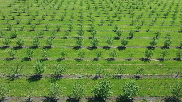 Apple Orchard View From a Height Trees Planted in Straight Rows