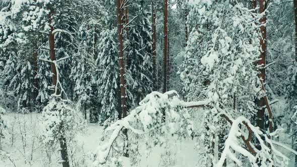 Winter forest camera movement between snowy trees.