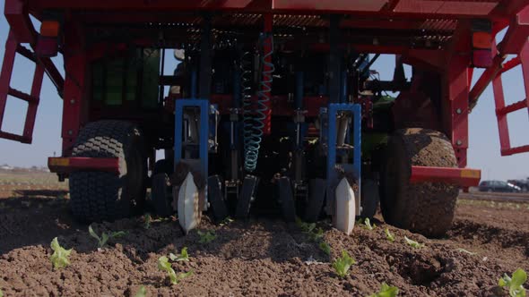 Tractor with an automatic planting machine planting lettuce in an agricultural field alt
