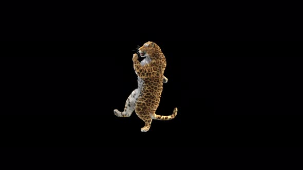 Leopard Dancing 4K alt