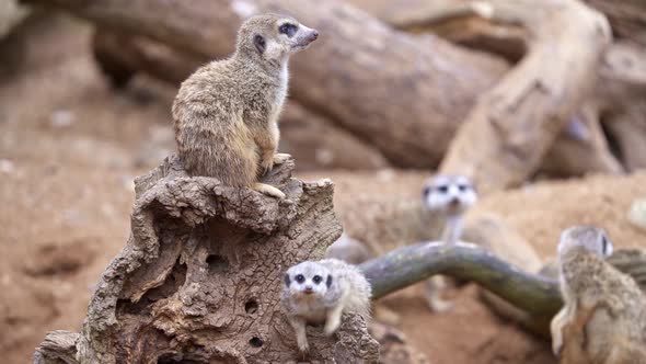 Mother meerkat with baby on guard sitting on a wood piece. Meerkat or suricate adult and juvenile.