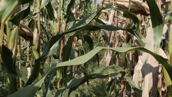 Walking through corn Zea mays plant crop 4K video
