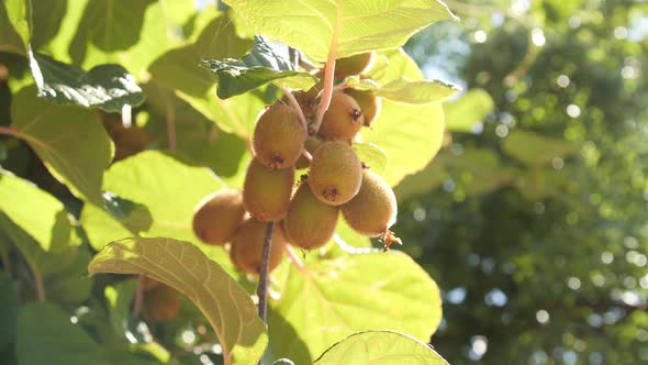 Farming and Harvesting Concept alt