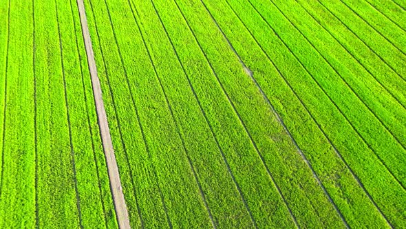 4K Aerial Wide view of Beautiful green rice fields in the rural of Thailand alt