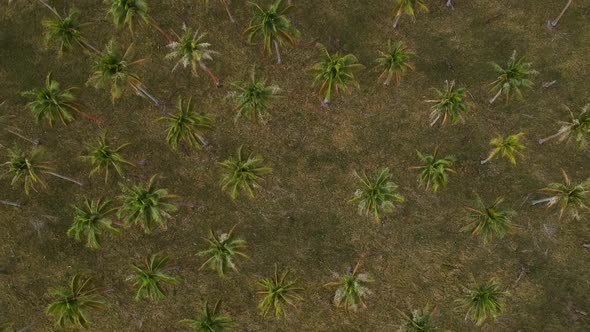 Aerial view looking down of a large palm plantation growing near the coastline of a remote tropical alt