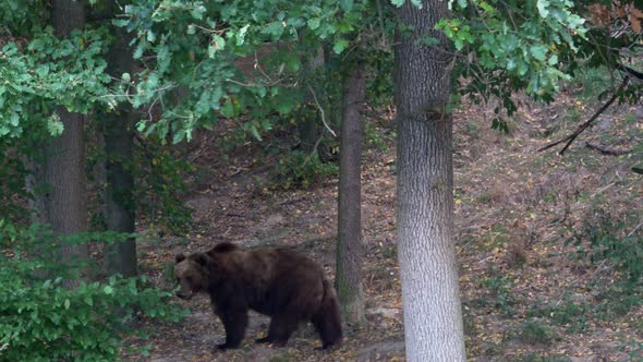 Brown bear moving in the forest
