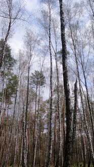 Vertical Video of the Birch Forest with Birches in the Afternoon alt
