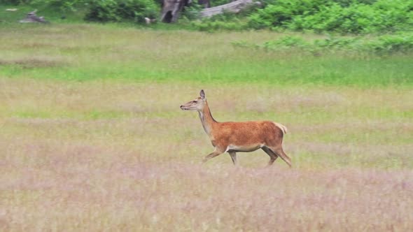 Slow Motion Female Red Deer Running in Richmond Park, a Popular UK Wildlife Area in London, England, alt