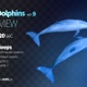 Two Dolphins 9 - VideoHive Item for Sale