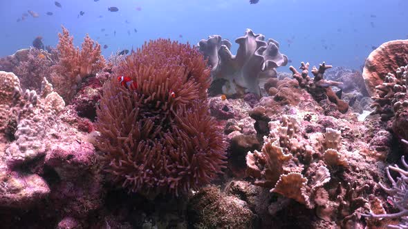 Coral Reef with Clownfish in sea anemone and Reef fishes, wide angle static shot alt