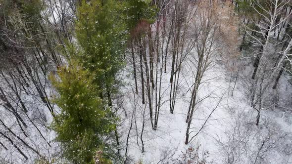 Mixed pine forest in snow aerial view from drone