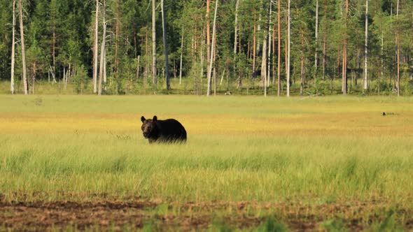 Brown Bear Ursus Arctos in Wild Nature alt