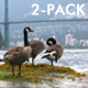 Geese and Brigde - Pack 2 - HD  - VideoHive Item for Sale