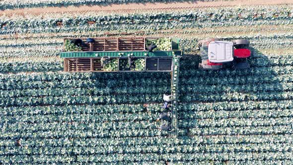 Top View of a Field with Cabbage Getting Collected By a Harvester alt