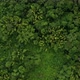 Aerial top view of natural patches of bamboo, a lush view of rainforest - VideoHive Item for Sale