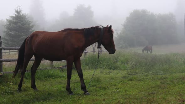 Brown Horse on Grassy Field Meadow Pasture in a Morning Fog
