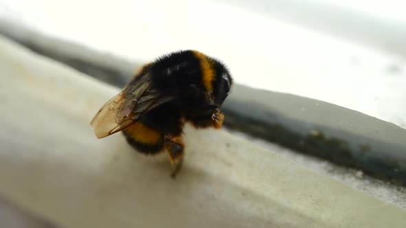 Bumblebee Closeup on the Window Frame alt