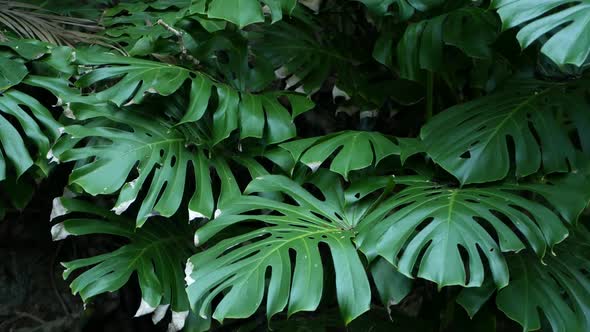 Exotic Monstera Jungle Rainforest Tropical Atmosphere by DogoraSun