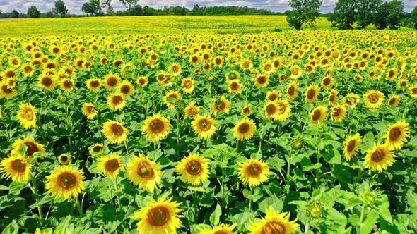 Stunning blooming sunflower field in summer, aerial view alt