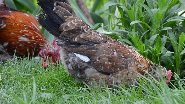 A Rooster and a Hen Peck Food 06