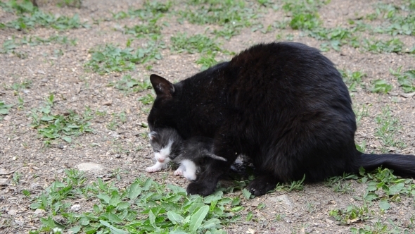 Black Cat and Ter Two Kittens 05