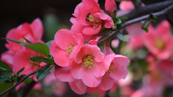 Bee on Pink Flower Japanese Quince 01